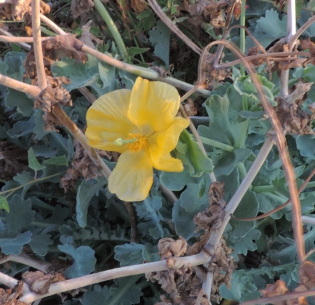 Scogli e sassi  con fiori gialli...Glaucium flavum